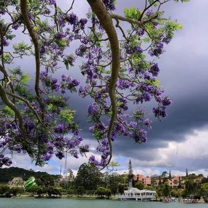 Meet your Posher, Nguyen